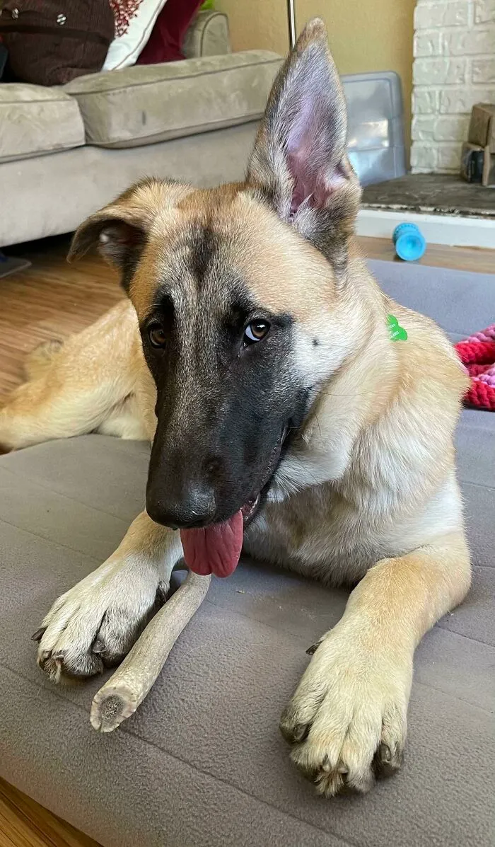 Adoptamos a esta dulzura ayer: 30 kilos, 7 meses de edad, oído supersónico