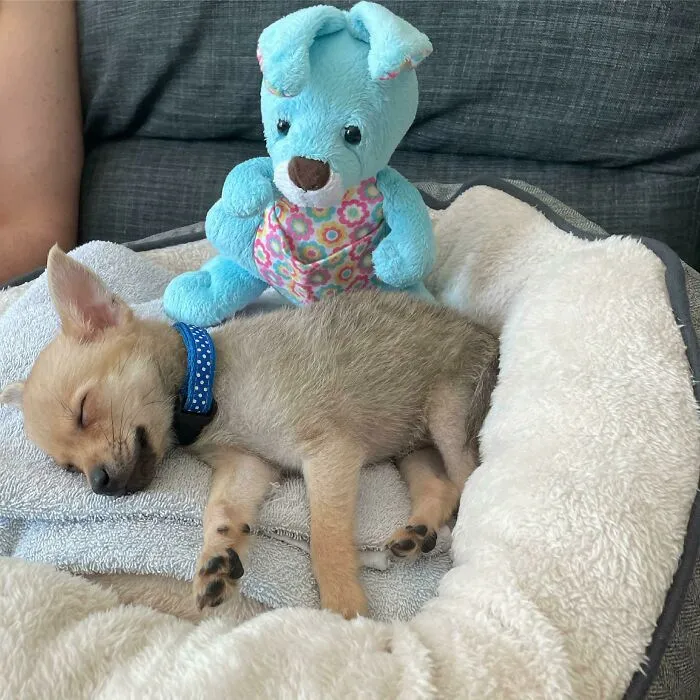 Pequeño Kratos durmiendo por la emoción del día de la adopción