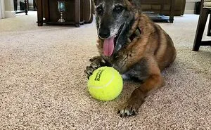 50 Of The Most Wholesome Rescue Pet Photos This April