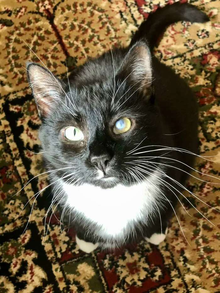 Leí aquí ayer que los gatos negros no son adoptados tanto porque no salen bien en las fotos. Conoced a Morningstar