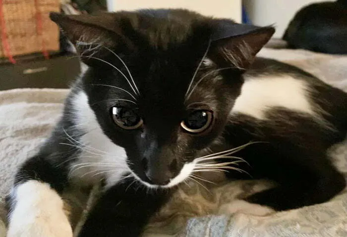 Adoptamos a la bebé Flora después de que la encontraran abandonada fuera de una escuela primaria. ¿Quién podría hacer algo así después de ver esta cara tan bonita?