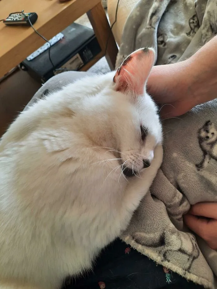 Mi novia y yo adoptamos a esta señorita hoy, la hemos tenido durante 4 horas y se ha pasado la mitad ronroneando y la otra mitad exigiendo caricias. ¡Conoced a Verity!