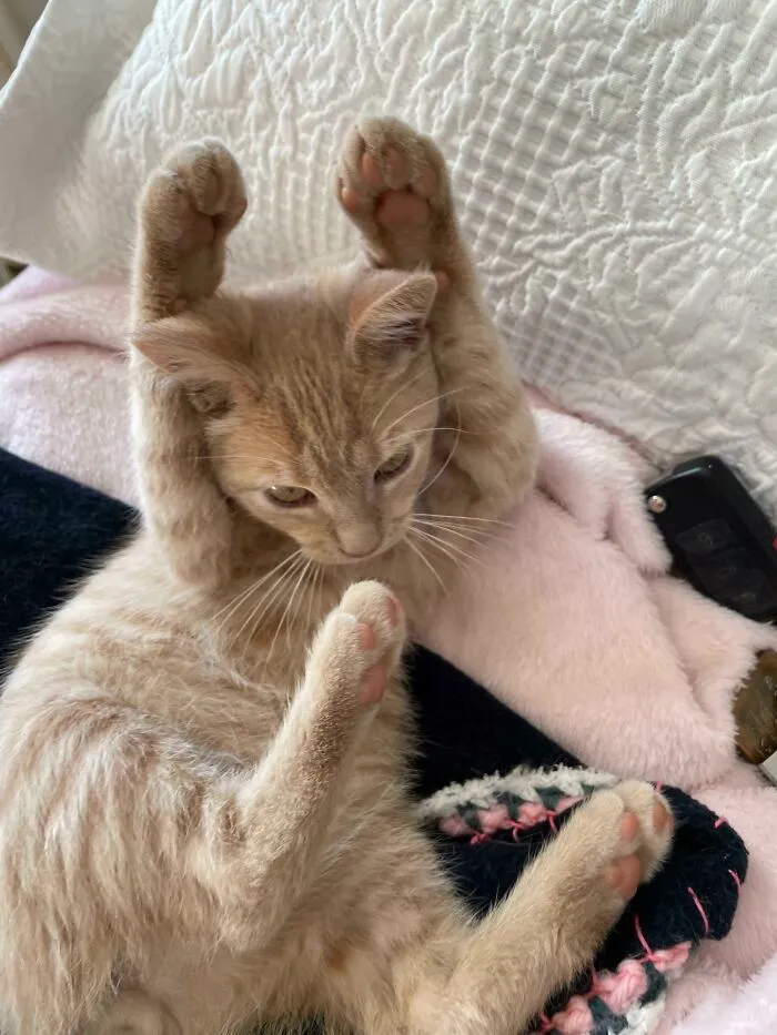 Adopté a un tontín