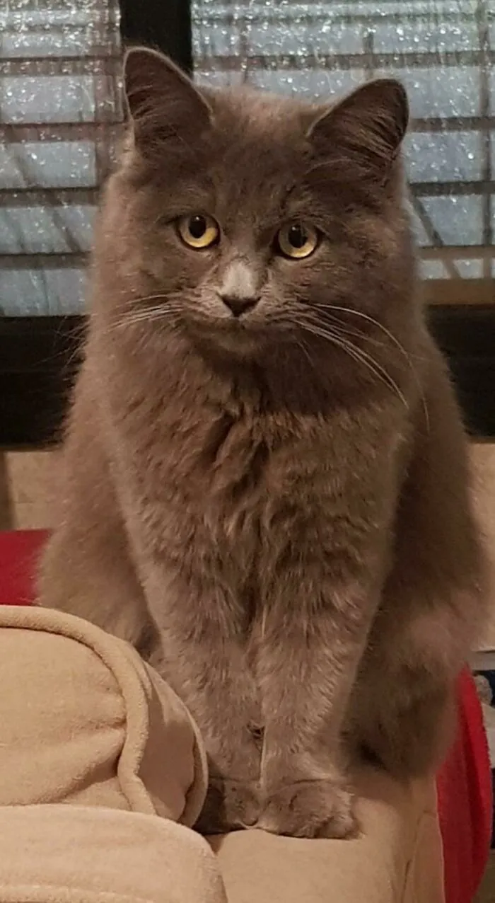 Esta chica decidió entrar por nuestra ventana delantera todos los días durante una semana y adoptarnos. Ha pasado un mes y nadie la ha reclamado, así que la hemos adoptado