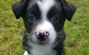 50 Of The Most Wholesome Rescue Pet Photos This April