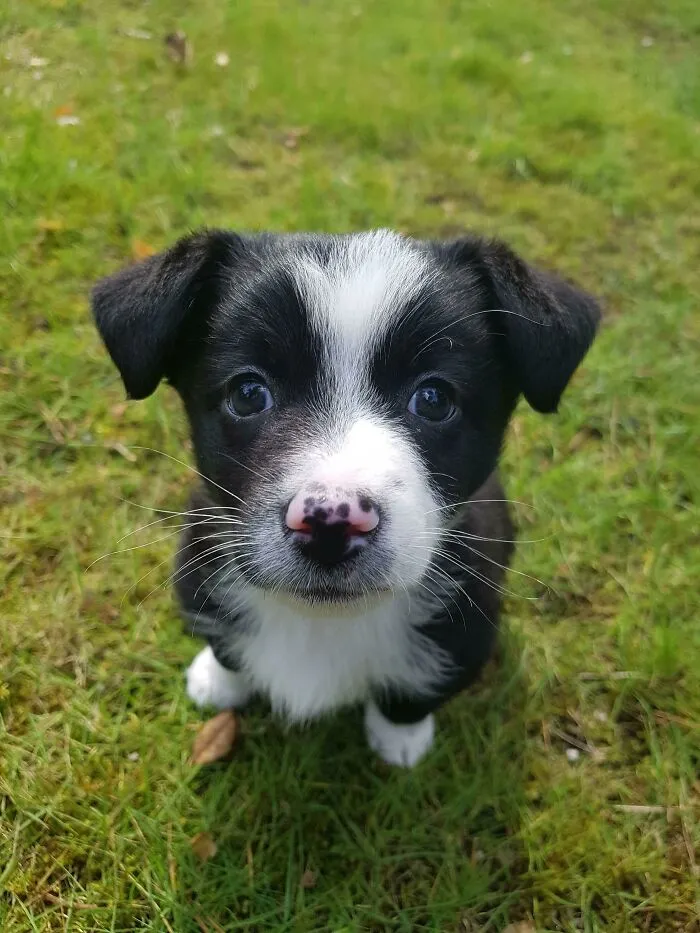 Reddit, Meet Kodi (8 Weeks Old Mixed Breed Adopted Week Ago)