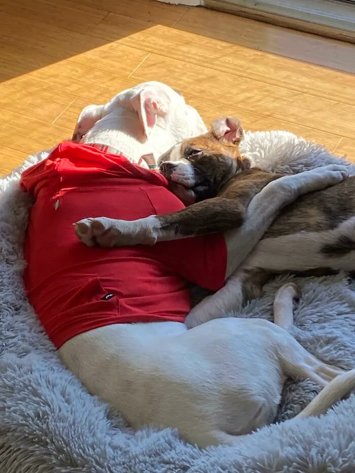 Nuestro perro adoptó un cachorro