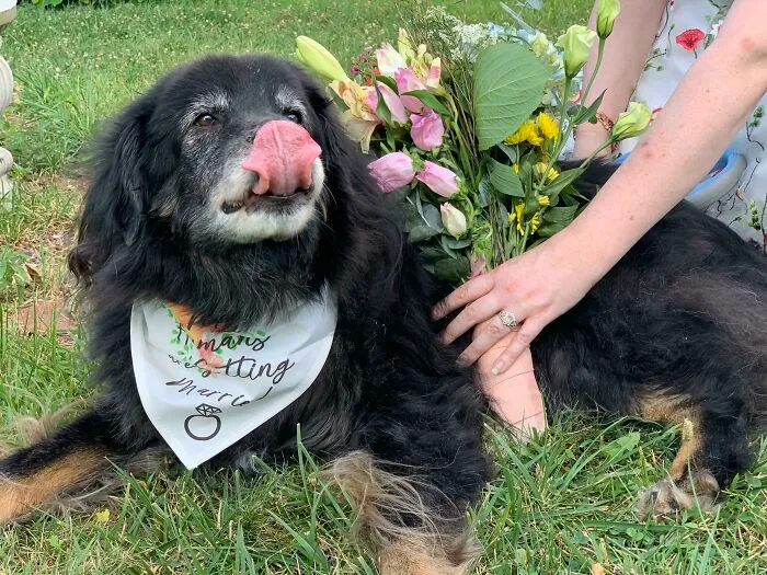 Baxter vivió el doble de su esperanza de vida (8/16,5). Estoy muy orgullosa de ser su madre de rescate. ¡Amor, caricias de hocicos y adoptar!