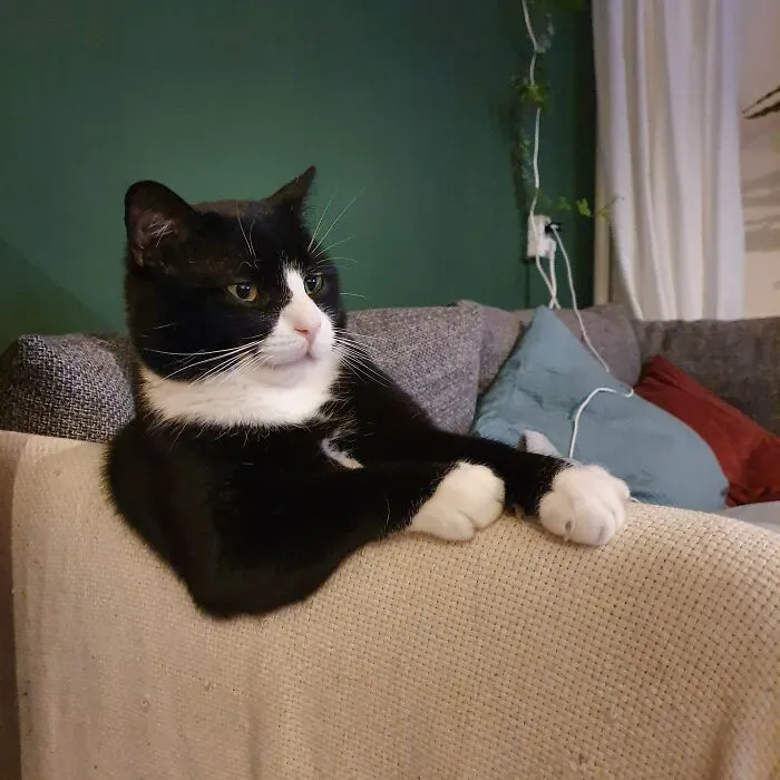 Adoptamos este gato y ahora se sienta como si fuera a contar los chistes más malos