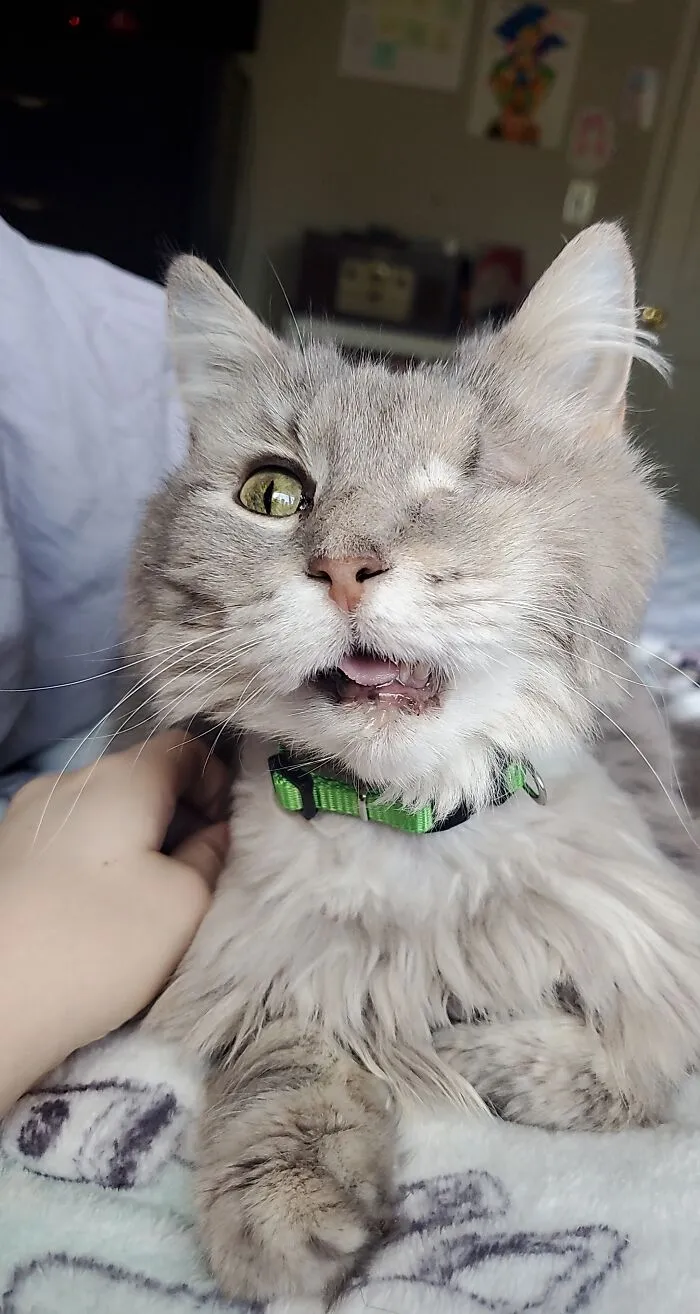Just Adopted This Old Lady And I'm In Love. Sushi, 9 Years Old