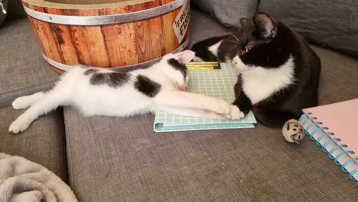Adopté dos gatitos con necesidades especiales por separado. Hoy se han dado la mano