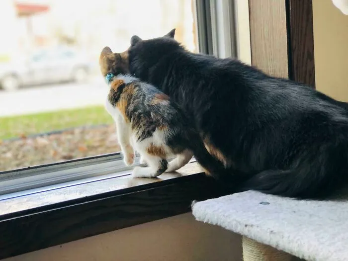 Adoptamos a la gatita más pequeña hace 3 días. Se han unido tan rápidamente