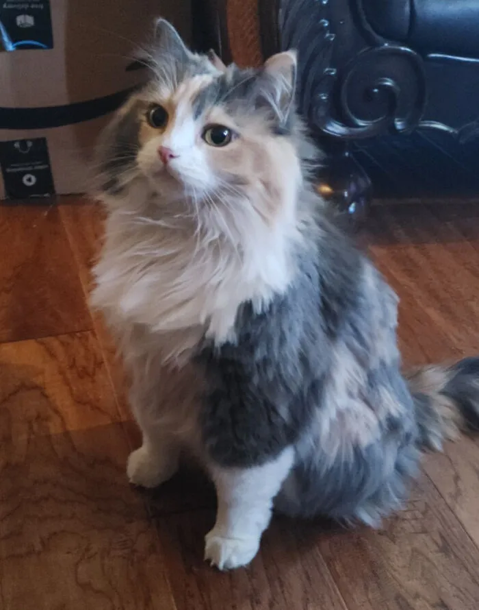 Adoptamos a esta gata de cinco años en un refugio la semana pasada, la adoro y ella nos adora. No podría pedir una chica mejor, Rosie