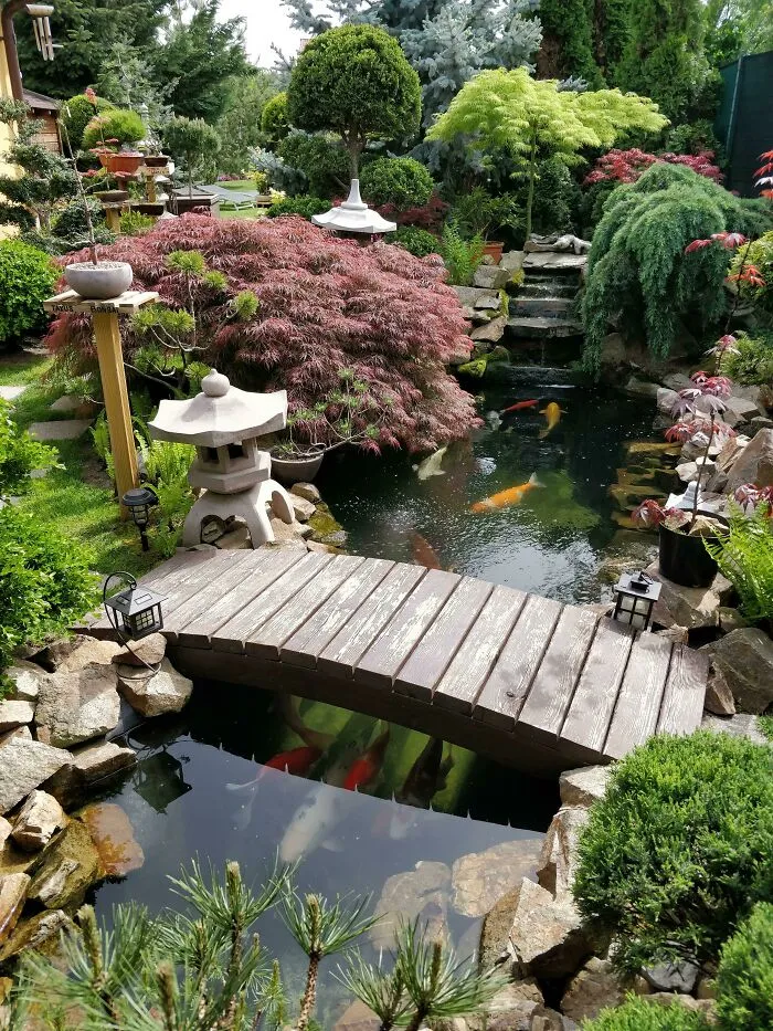 My Dad's Japanese Garden On The First Sunny Day Of 2019