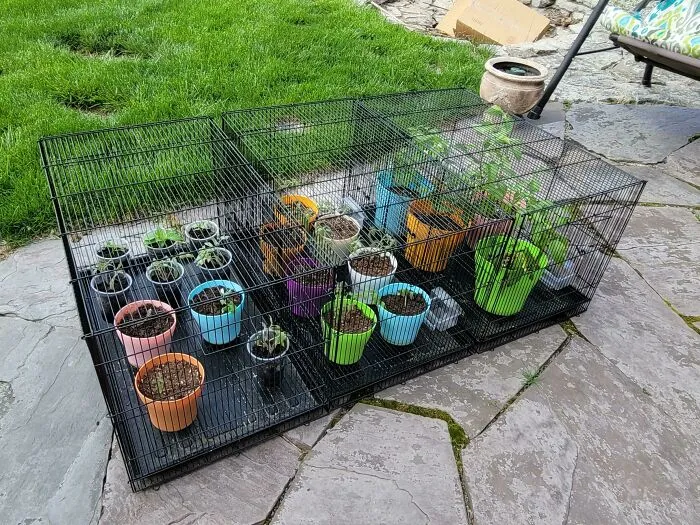 Re-Purposed Bird Cages To Keep The Critters Out Of My Starts. Plus, I Can Cover Them At Night If It Gets Too Chilly