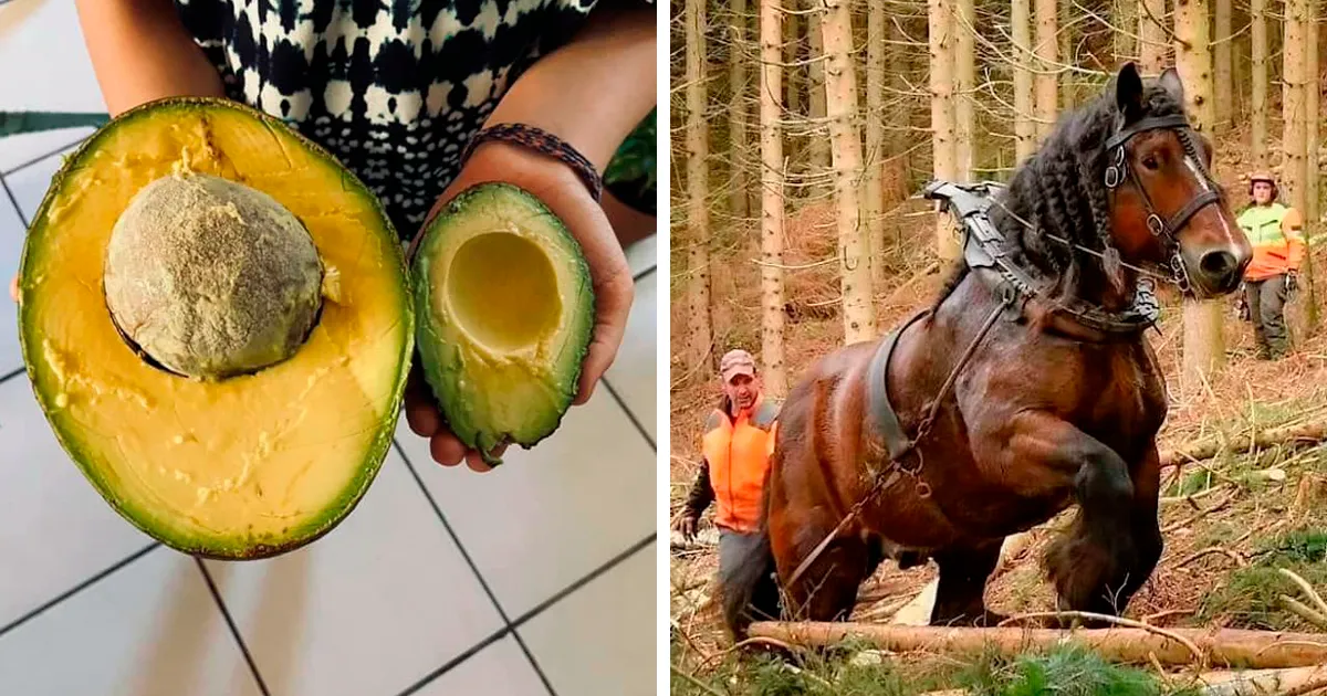 50 Publicaciones de "Unidades Absolutas" que demuestran lo grandes que pueden ser las cosas