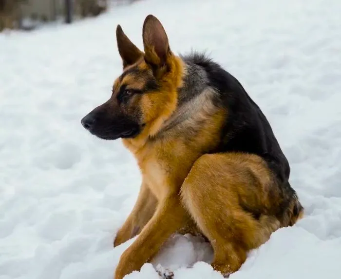 Just A Short-Spined Dog Enjoying Life. His Name Is Quasimodo. Even If You’re Different, You Can Still Enjoy Life 
