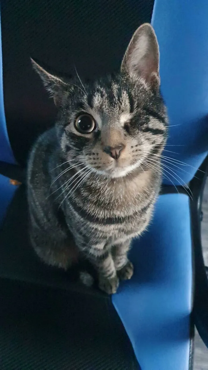 Mi pequeño destructor de sofás de un solo ojo