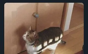 50 Cats Acting So Cute, People Just Had To Stop And Snap A Picture
