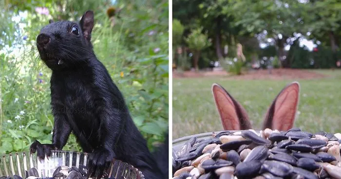 Woman Puts Camera On Bird Feeder In Her Yard, Here Is What It Has Caught (30 New Pics)