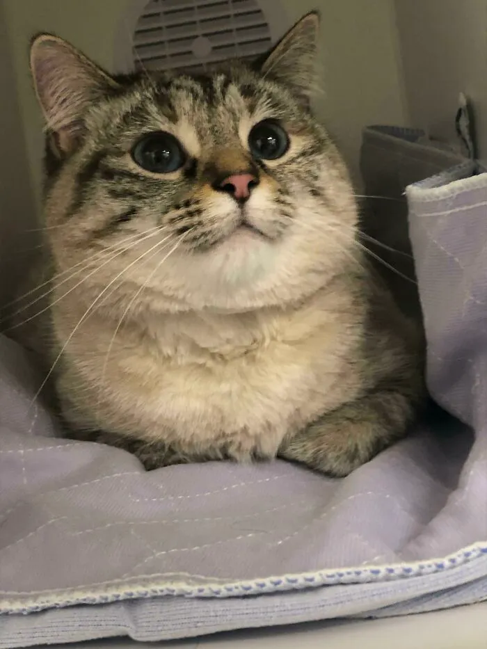 Momma Mia Just Donated Blood To Save Another Kitty In The ICU, Because That's What Heroes Do... And Also For Salmon