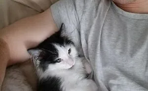 This Online Group Is Dedicated To Cats With Jobs, And Here Are 38 Of Them