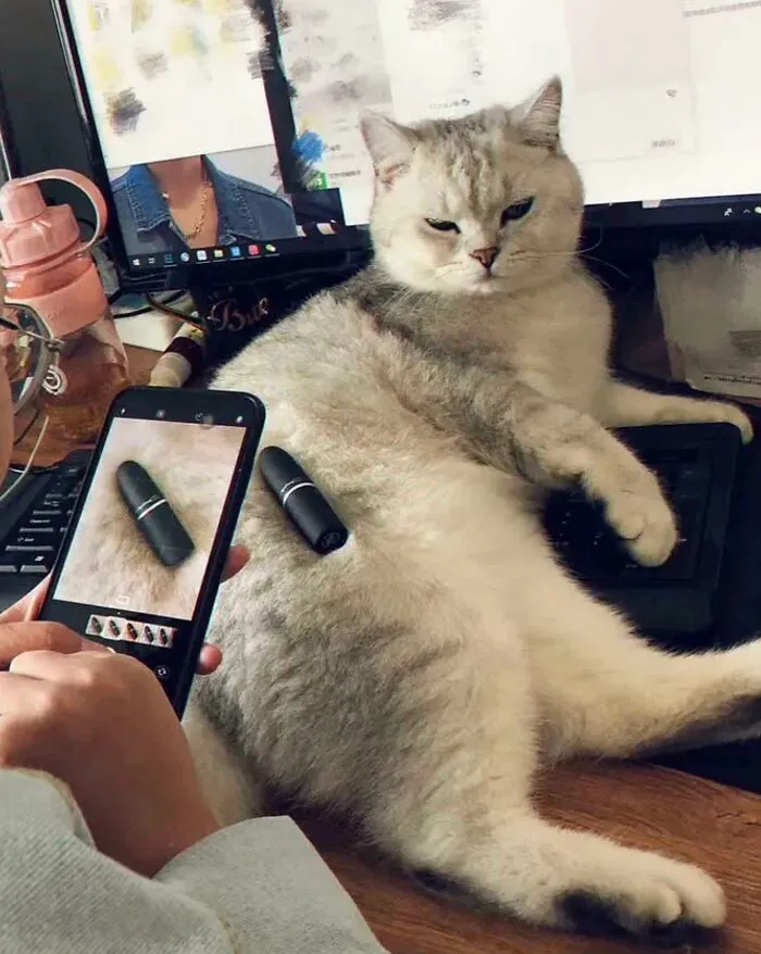 Cat As Luxury Background