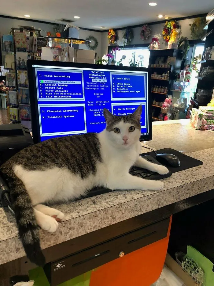 El gatito que mi novio encontró en su empleo ahora trabaja en la florería con mi mamá