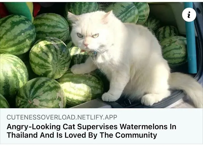 Melon Cop