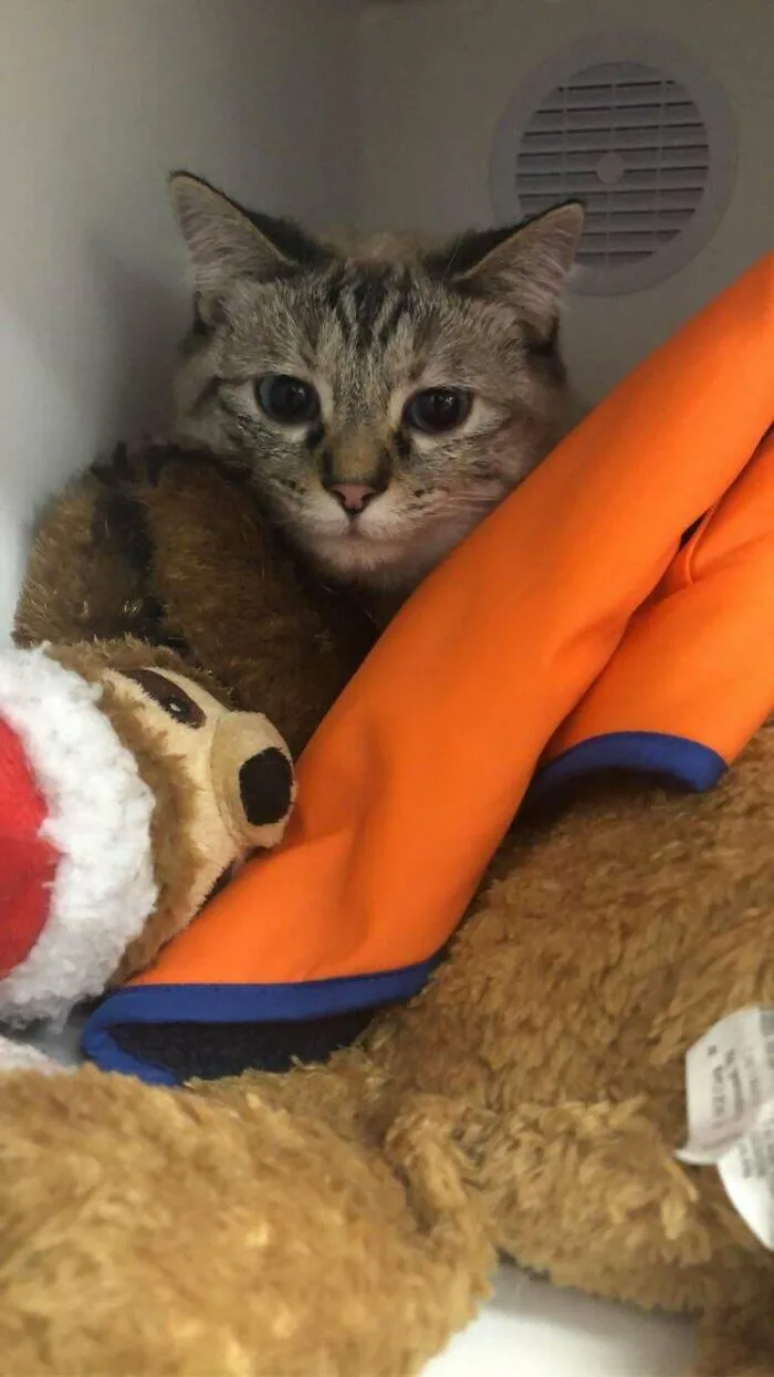 Today Mia Was A Blood Donor For A Tiny Kitten With Flea Anemia! As Payment She Got Wet Food, A Tiny Bit Of Ice Cream, And The Entire Blood Bank Toy Bin