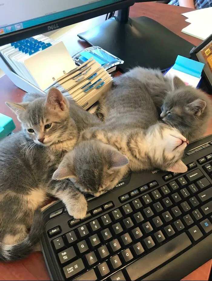 The Whole Kitten Receptionist Team, Working Hard!