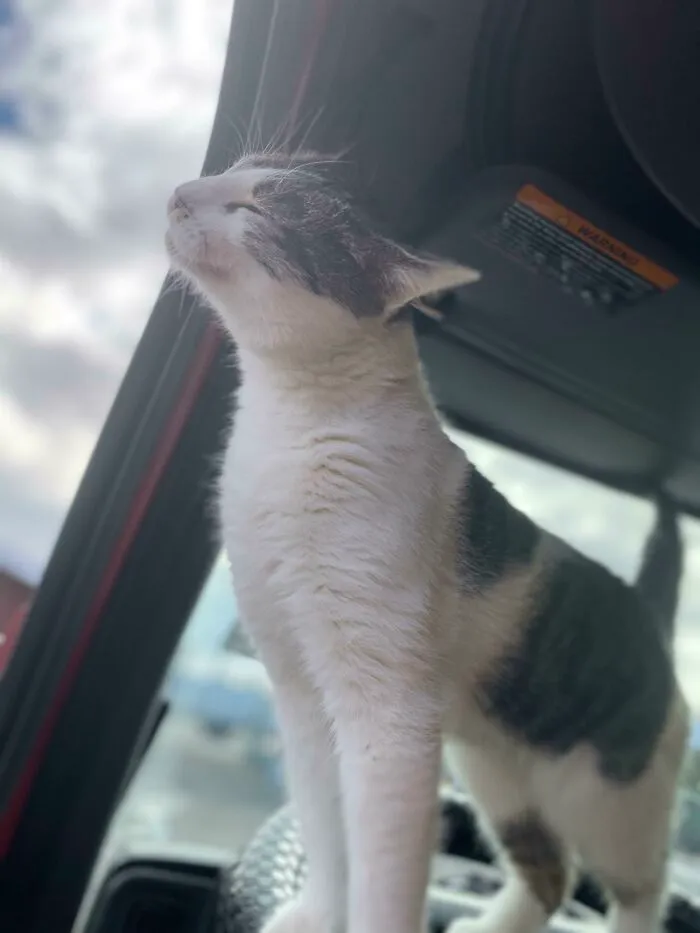 Steve ama el aire fresco de montaña que puede disfrutar en su trabajo de camionero. Tu carga está en buenas patas.