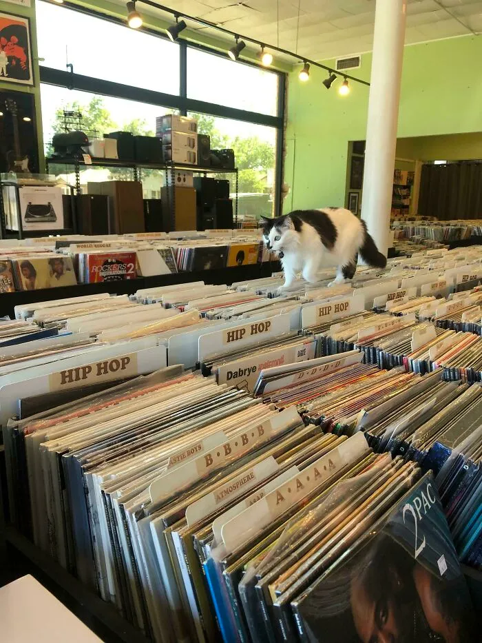 This Is "Lil' Kim". She Works At My Local Record Shop And Greets Every Customer. Last Time I Was In, I Kneeled Down To Pet Her And She Climbed Into My Arms And Made Me Carry Her During Most Of My Shopping Trip