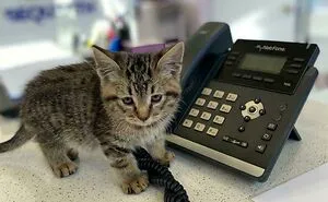 This Online Group Is Dedicated To Cats With Jobs, And Here Are 38 Of Them
