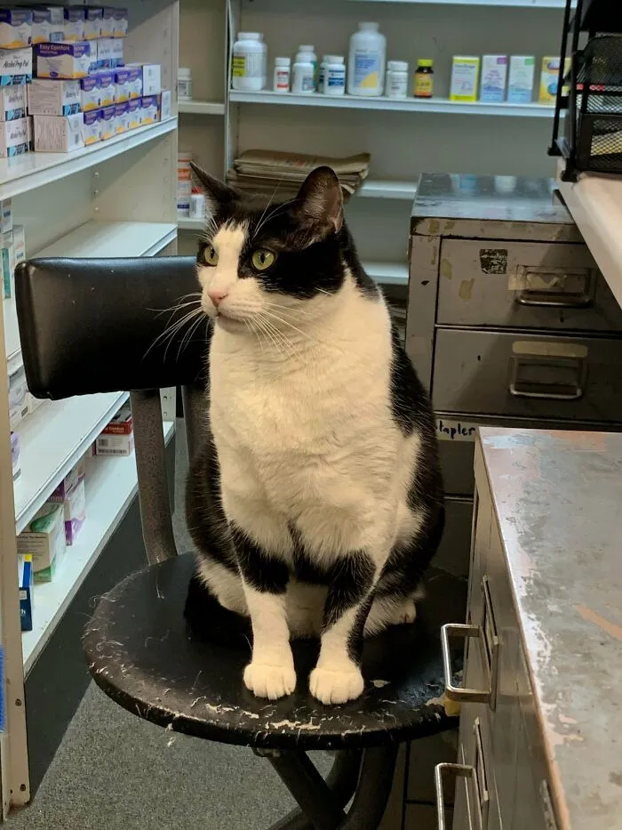 Este es Narco, el gato de la farmacia en la que trabajo. En vez de ayudar, rasga nuestras sillas y duerme todo el día. Por alguna razón, su paga es la más alta