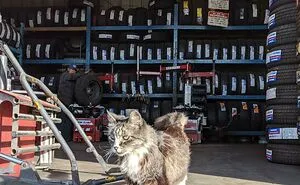 This Online Group Is Dedicated To Cats With Jobs, And Here Are 38 Of Them