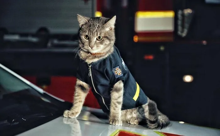 Major Chivas - Cat Firefighter From Kyiv, Ukraine. He Has A Rank, A Uniform, And He Sleeps In A Paper Tray Inside The Chief's Office