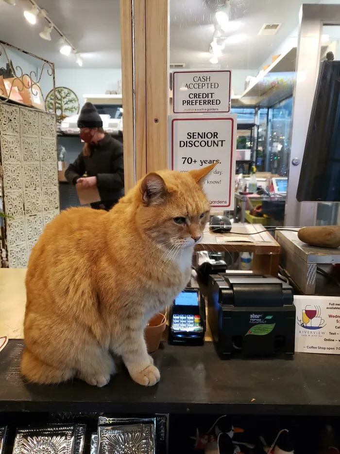 El cajero de la tienda de jardinería local es el empleado del mes… sus compañeros de trabajo lo acusan de nepotismo