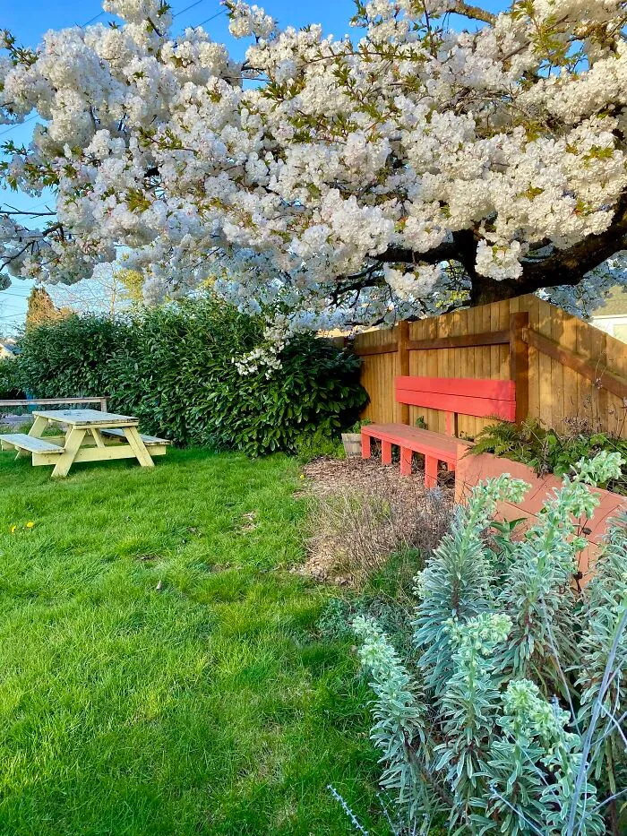 My Backyard Blooms