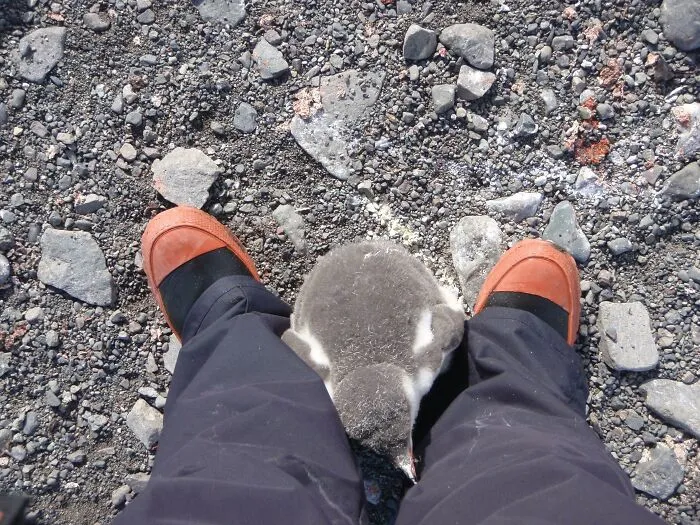 That Time I Became A Mother In Antarctica