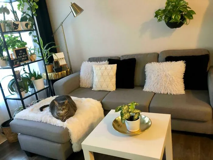 My Cozy Cat In My Cozy Living Room
