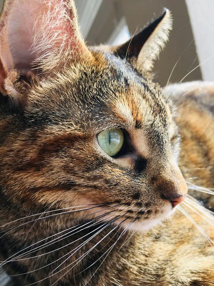 This Tabbers Looking Out The Window