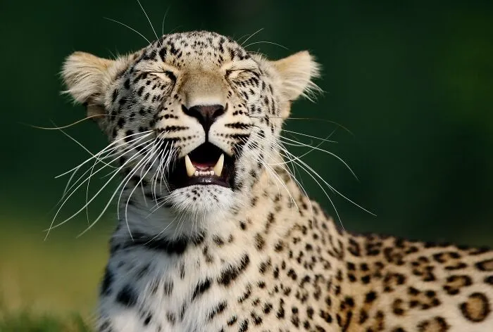 I’ve Been Photographing Wildlife For 15 Years, Here Are My 30 All-Time Favorite Photos