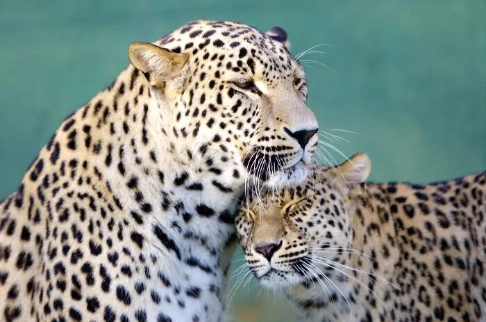 I’ve Been Photographing Wildlife For 15 Years, Here Are My 30 All-Time Favorite Photos