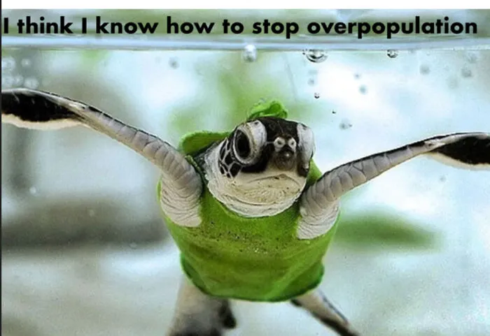 The Joke Is The Turtle Is Gonna Kill You All