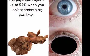 Hey Pandas, Turn A Pic Of Your Pet Into A Meme (Closed)