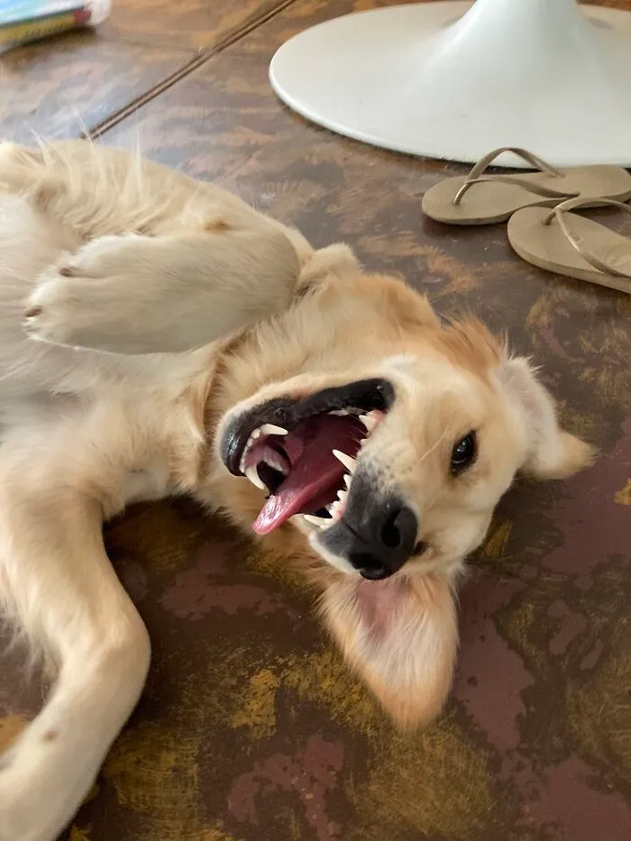 One Big Tongue