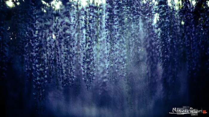 I Photographed Japanese Wisteria And Pictures Look Like Paintings