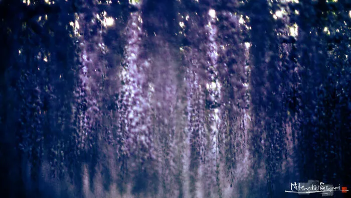 I Photographed Japanese Wisteria And Pictures Look Like Paintings