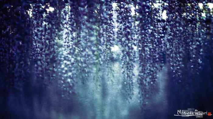 I Photographed Japanese Wisteria And Pictures Look Like Paintings